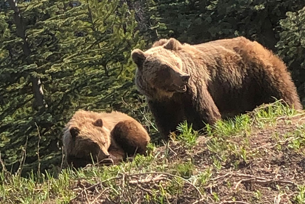 Wildlife Monitoring