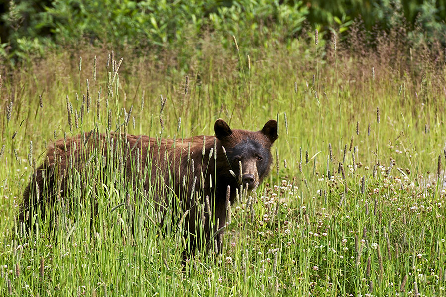 Bear Monitoring