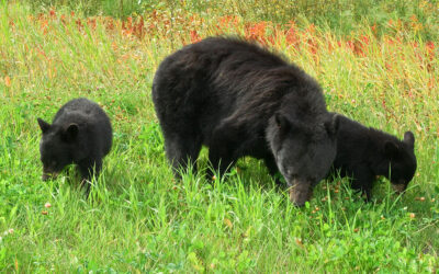 Squamish Bear Encounter