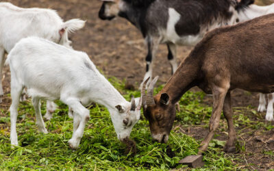 Goats Killed by Bear