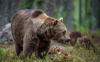 Kootenay Man Dies 3 Weeks After Attack