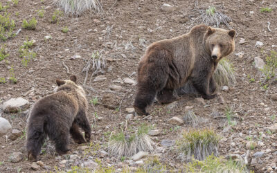 Calls to Bring Back Alberta’s Grizzly Hunt