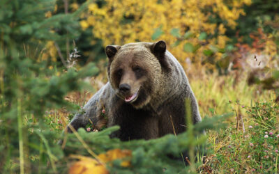 Grizzly Attack on Couple on E-bikes
