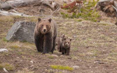 Madden Bear Attack Survivor Shares Details