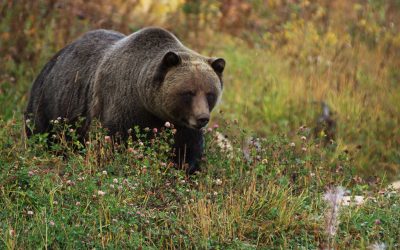 Alberta Couple Killed by Grizzly