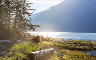 Rare Grizzly Attack in Bella Coola