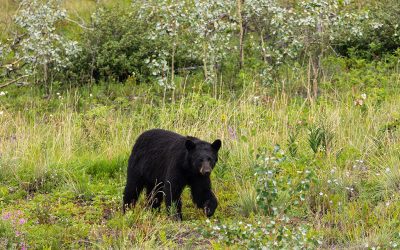 Canadian Hunter Staves off Black Bear Attack