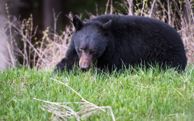 Fatal Bear Attack in Saskatchewan