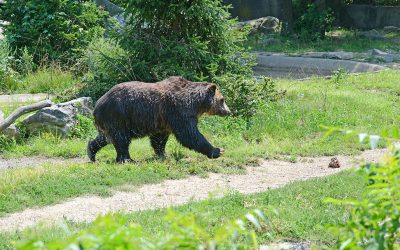 Grizzly Attack on BC Forestry Worker