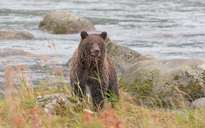 Grizzly Attack, Horsefly BC