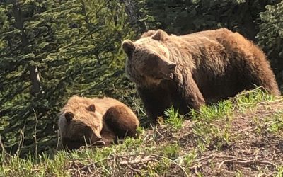 Grizzly Attack Near Calgary