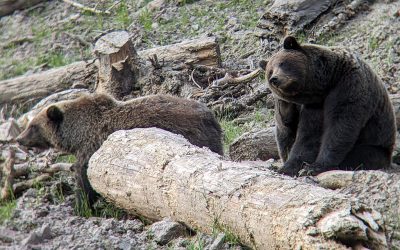 Tree Planter Stable after Grizzly Bear Attack