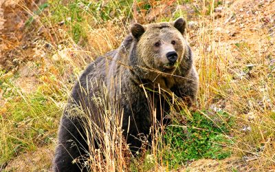 Aggressive Grizzlies in Alberta Yard